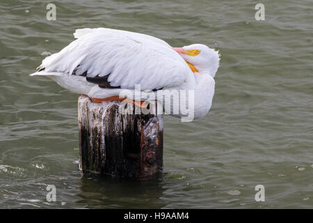 Americano bianco pellicano (Pelecanus erythrorhynchos) dormire su un palo di legno nei pressi del molo al porto di Galveston. Galveston, Texas, Stati Uniti d'America. Foto Stock