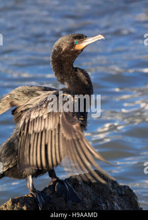 Cormorano neotropico o olivaceo (Nannopterum brasilianum) che asciuga piume dopo il nuoto, Galveston, Texas, USA. Foto Stock