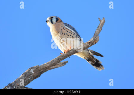 AMERICAN GHEPPIO o sparviero, falco sparverius appollaiato sul ramo con cielo azzurro sfondo Foto Stock