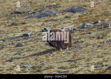 Muschio maschio ox (Ovibos moschatus) Foto Stock
