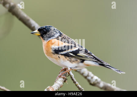 Un bel maschio (brambling fringilla montifringilla) con la sua cappa nera si appollaia su un ramoscello in rovere, sfondo sfocato Foto Stock