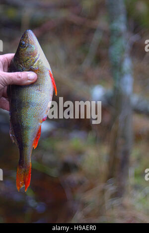 La pesca di pesce persico ottenere una grande e luminosa bello. pesca sportiva in estate con risultato in mani Foto Stock