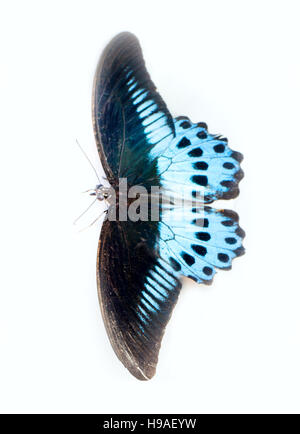 Enorme farfalla (12 cm) a coda di rondine Polymnestor butterfly (Papilio Polymnestor) in gennaio. un insetto su sfondo bianco Foto Stock