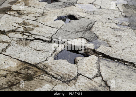 Impronta di dinosauro su pietra, animali estinti Foto Stock