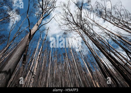 Conseguenze del 2016 Madera degli incendi di foreste, montagne Rabacal, Madeira, Portogallo Foto Stock