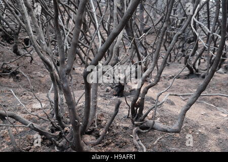 Conseguenze del 2016 Madera degli incendi di foreste, montagne Rabacal, Madeira, Portogallo Foto Stock