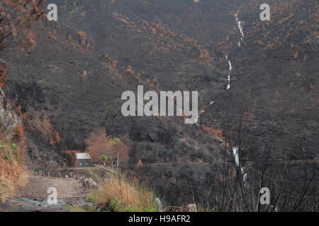 Montagna bruciata paesaggio dopo il 2016 Madera gli incendi boschivi, Rabacal, Madeira, Portogallo Foto Stock