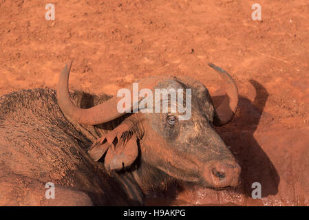 Un capo Buffalo colpo di testa contro la terra rossa di Tsavo Est waterhole. Foto Stock
