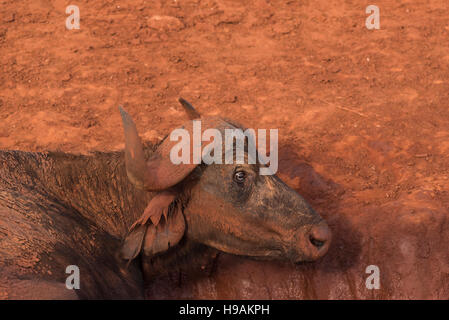 Un capo Buffalo colpo di testa contro la terra rossa di Tsavo Est waterhole Foto Stock