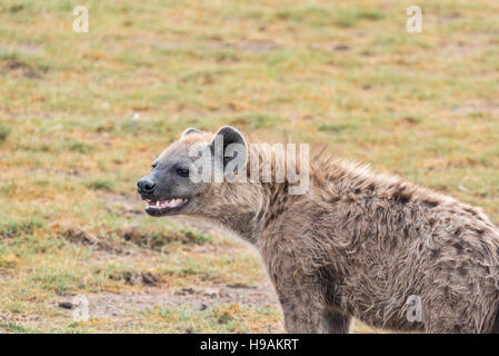 Una testa e spalle colpo di un Spotted Hyaena mostra i denti Foto Stock