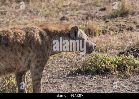 Una testa e spalle colpo di un Spotted Hyaena Foto Stock