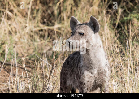 Una testa e spalle colpo di un Spotted Hyaena Foto Stock