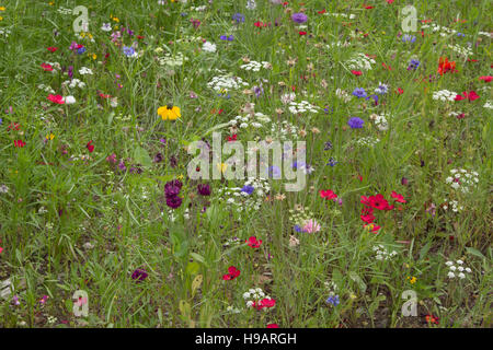 Fiori selvatici in un campo erboso con molti diversi tipi e colori dei fiori. Foto Stock