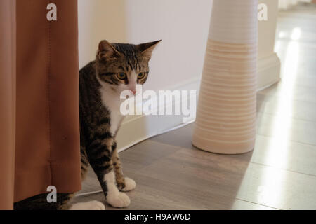 Bianco e nero gatto seduto in una casa Foto Stock