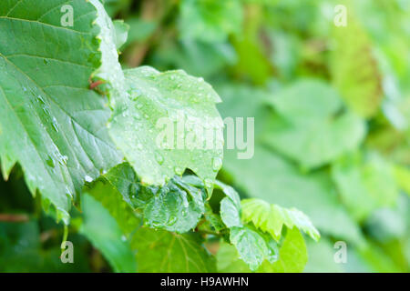 Foglie verdi con gocce d'acqua per lo sfondo Foto Stock