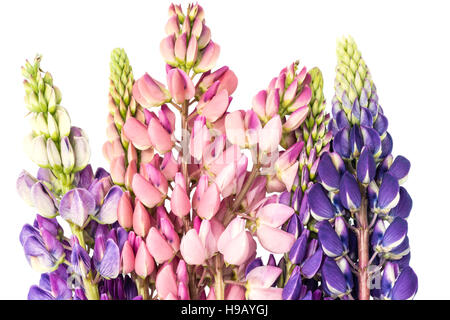 Lupin molti anni su uno sfondo bianco. Foto Stock