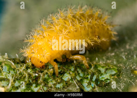 Ladybird Caterpillar (Larva) Foto Stock