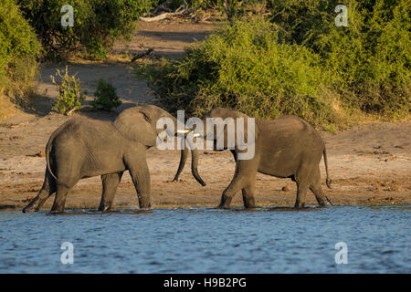 Two young African elephants Loxodonta africana sparring on the side of a lake in Botswana Foto Stock