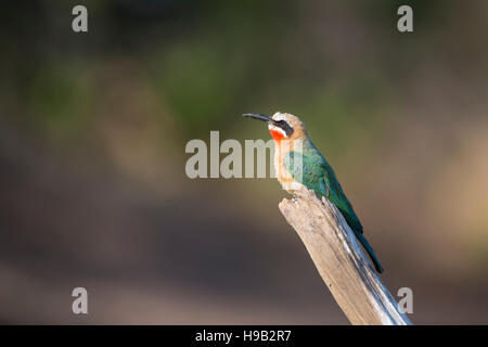 Con facciata bianca Bee Eater Merops bullockoides vicino fino in profilo appollaiato su un ramo rotto Foto Stock