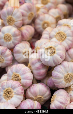 Pila di cresciuto in casa aglio sul mercato degli agricoltori in stallo Foto Stock