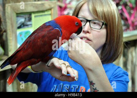 Pappagallo Eclectus nome latino Eclectus roratus Foto Stock
