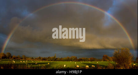 Glastonbury, Regno Unito. Il 21 novembre 2016. Un arcobaleno pieno al di sopra del Somerset livelli vicino a Glastonbury come rinforzo di locali per le inondazioni Credito: Jon ryan/Alamy Live News Foto Stock