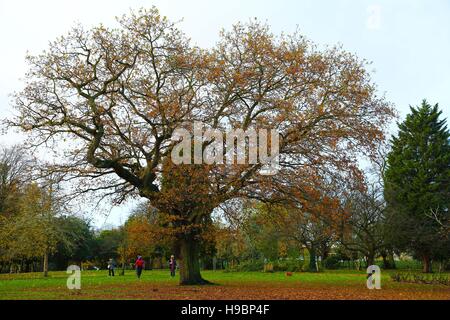 Finsbury Park, London, Regno Unito. 22 Novembre, 2016. Colori autunnali - caduto foglie autunnali sul terreno bagnato a Finsbury Park. Credito: Dinendra Haria/Alamy Live News Foto Stock