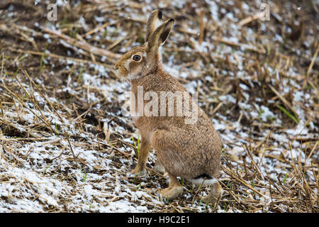 Marrone (Lepre europea, lepre Lepus europaeus) seduto in un campo in inverno durante la neve Foto Stock