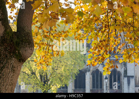 Esterno della Cattedrale di Bristol visto attraverso la chioma di un albero in una giornata autunnale. Foto Stock