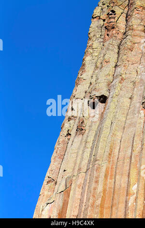 Devils Tower formazioni di roccia contro il cielo blu, sfondo naturale, un laccolith butte composto di roccia ignea al Bear Lodge montagne, STATI UNITI D'AMERICA. Foto Stock