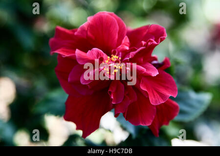 Primo piano di fiori di ibisco con lo stigma Foto Stock