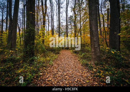 Colore di autunno lungo un sentiero a Wye Isola, Maryland. Foto Stock