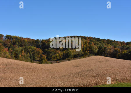 La laminazione di campi di mais in Menomonie, Wisconsin Foto Stock