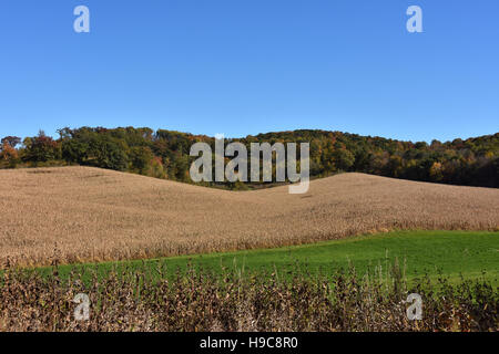 La laminazione di campi di mais in Menomonie, Wisconsin Foto Stock