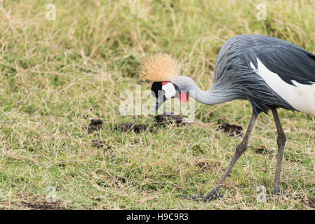 Un singolo Grey Crowned Crane alimentazione su marsh a Amboseli in Kenya Foto Stock