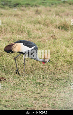 Un singolo Grey Crowned Crane alimentazione su marsh a Amboseli in Kenya Foto Stock