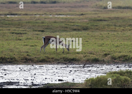 Un Thomson pascolo Gazelle Foto Stock