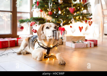 Cane Beagle di fronte illuminata albero di Natale. Foto Stock