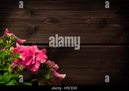 Di un bel colore rosa nelle petunie su uno sfondo di legno Foto Stock