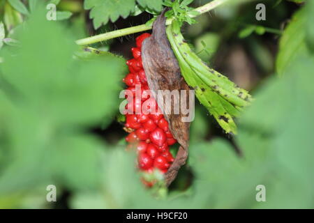 Grappolo di bacche rosse appese. Foto Stock