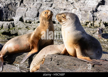 I leoni di mare su isla nel canale di Beagle vicino a Ushuaia (Argentina) Foto Stock