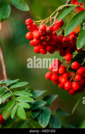 Sfondo sfocato - rowan tree con luminosi di bacche rosse Foto Stock