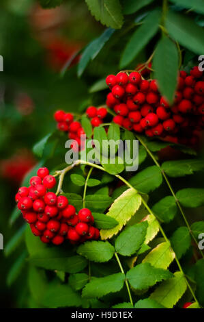 Sfondo sfocato - rowan tree con luminosi di bacche rosse Foto Stock