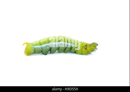 Il worm verdi su sfondo bianco ,i bruchi verde, bachi mangiano le foglie verdi prima di essi pupate e diventare falene. Foto Stock