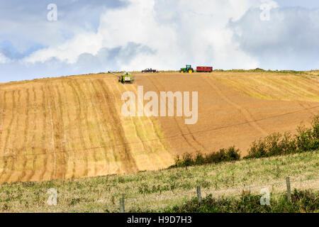 Campi di grano dorati che vengono raccolte nei campi dal South West Coast Path, Dorset, England, Regno Unito Foto Stock
