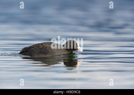 Ritratto (vista laterale) di nero la folaga (fulica atra) nuotare in acque blu Foto Stock