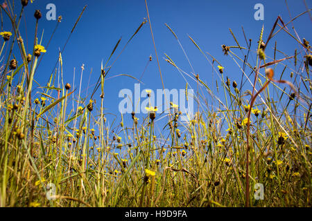 Il tripode , ragnatela e fiori bottoni oro con la luce del sole Foto Stock