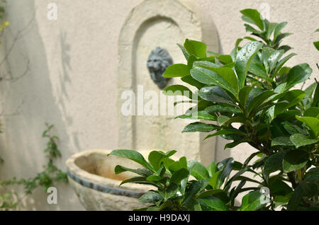 Giardino delle foglie di una pianta con gocce di pioggia su di loro nella parte anteriore del rubinetto di pietra Foto Stock