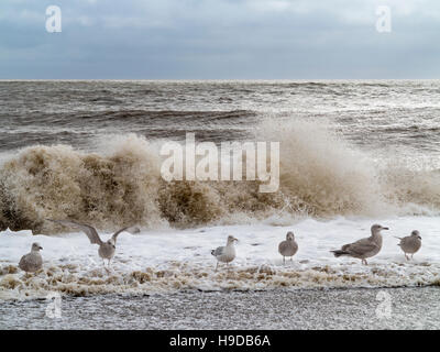 Una linea di gabbiani sulla spiaggia presso il bordo di marea del mare agitato in piedi in schiuma con grandi onde che si infrangono dietro Foto Stock