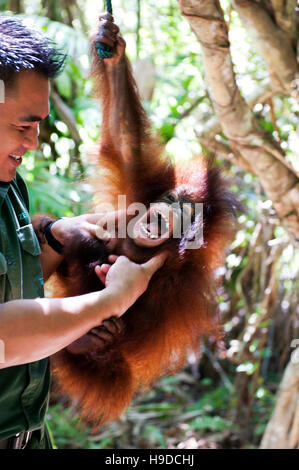 Un trainer con un baby orangutan presso il Shangri-la rasa ria resort a Sabah, Malesia occidentale. Foto Stock